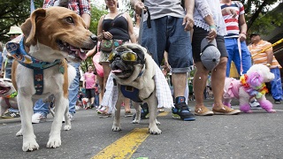 Caminata canina en Comas.
